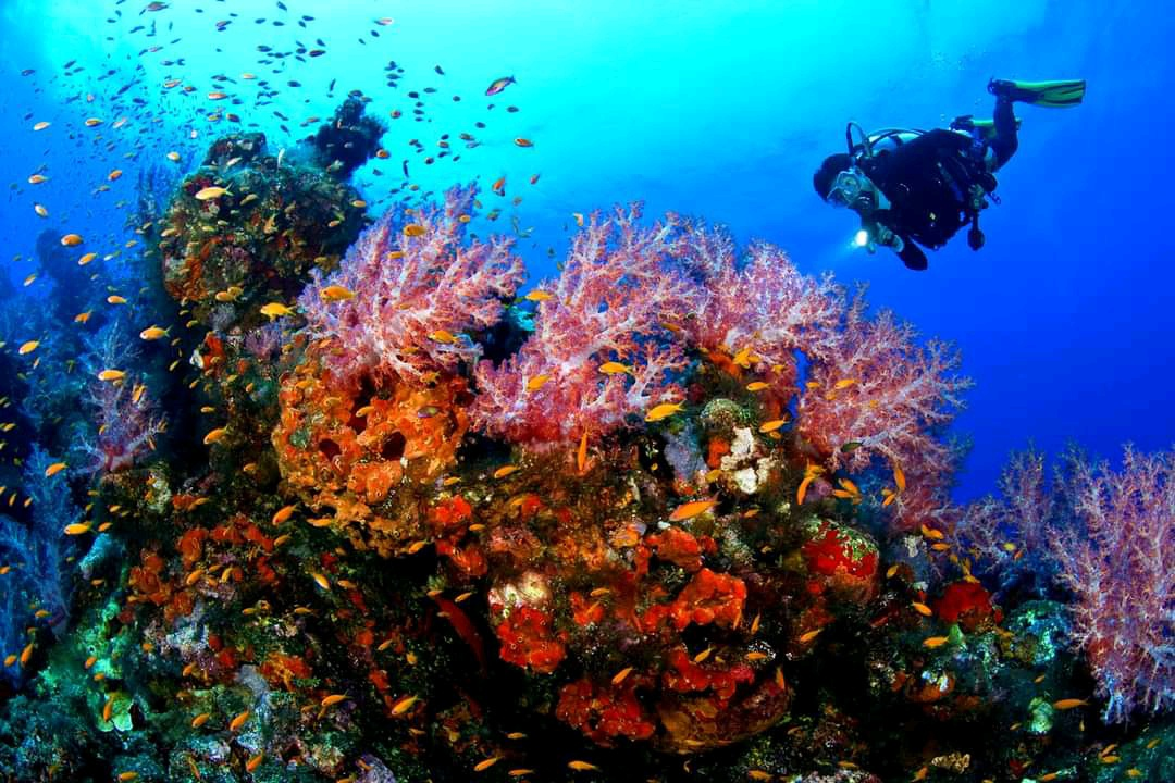 Scuba Diving